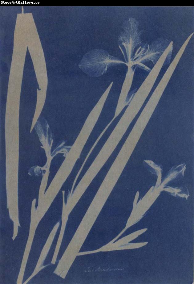 Anna Atkins Iris Pseudocorus